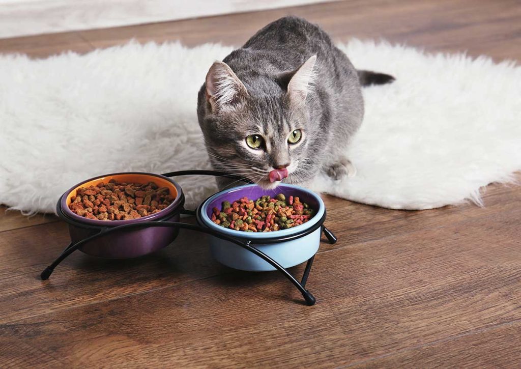 Guide d’achat des croquettes pour chat : trouvez l’alimentation idéale pour votre félin