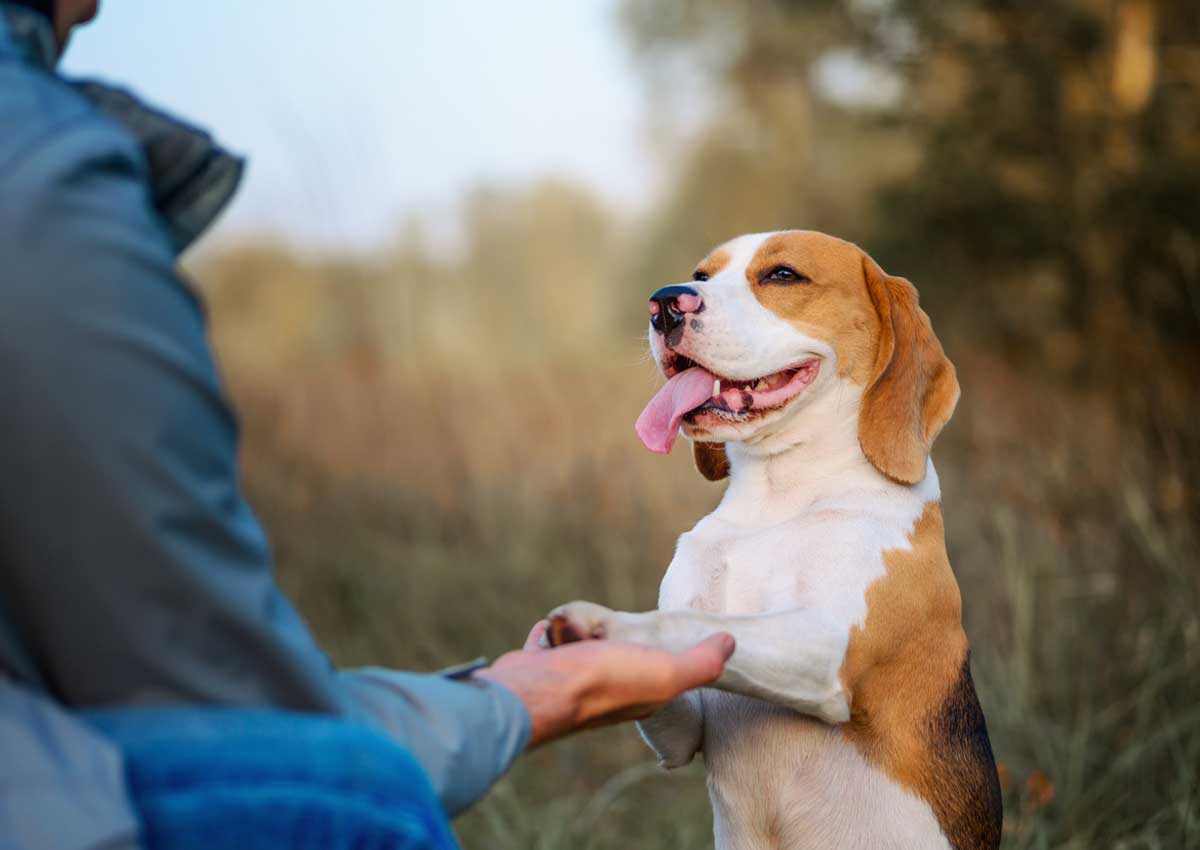 Astuces pour éduquer votre chien et créer une relation harmonieuse